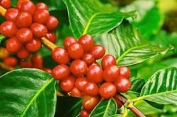 Giá cà phê xuất khẩu đạt đỉnh 7 tháng