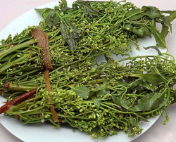 Sầu đâu: Nguồn dược liệu quý và là món ăn đặc sản độc đáo