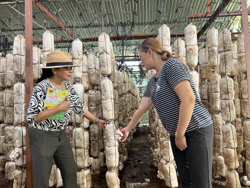 Thu nhập ổn định từ trồng nấm