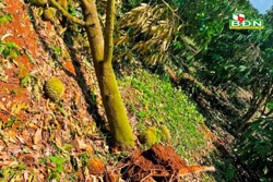 Thiên tai gia tăng và bất thường