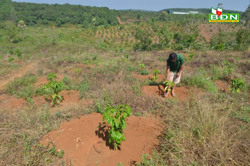 Cà phê giống ở Đắk Nông "cháy" hàng