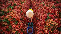 Khi nông sản được cả mùa lẫn giá