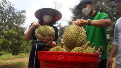 Cấp “chứng thư” xuất khẩu tại vùng nguyên liệu: Tại sao không?