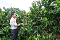 Trồng cà phê xen canh giúp tăng hơn 30% lợi nhuận