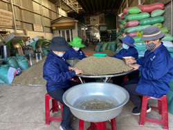 Khẳng định vị thế cà phê Việt