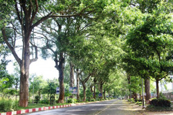 Quy hoạch cây xanh - hướng đến phát triển bền vững