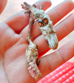 Cảnh báo ngộ độc do ăn nấm mọc từ xác ấu trùng ve sầu