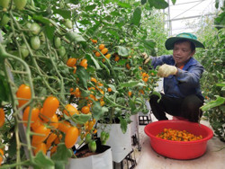 Kỹ thuật mới giúp tăng năng suất, chất lượng cà chua Nova