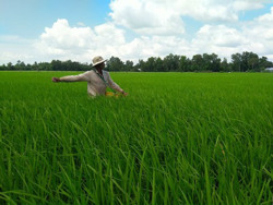 Giá phân bón giảm: Nông dân nhẹ gánh chi phí