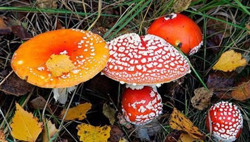 Bộ Y tế lưu ý tuyệt đối không sử dụng nấm độc, côn trùng lạ, quả lạ