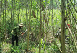 Tăng cường các biện pháp cấp bách phòng cháy, chữa cháy rừng