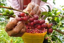 ICO: Giá cà phê robusta lập đỉnh mới trong 28 năm, trong khi arabica tiếp tục giảm