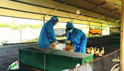 Tăng cường truyền thông về các biện pháp phòng lây nhiễm cúm gia cầm sang người