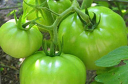 Những loại thực phẩm càng xanh càng độc