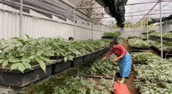 Để dược liệu thành ngành hàng