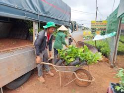 Cây giống cà phê sốt giá xình xịch