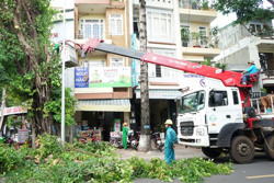 Nỗi lo gãy, đổ cây xanh