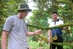 Kết nối cung - cầu cho sầu riêng