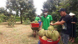 Đắk Lắk đề nghị được xuất khẩu trực tiếp sầu riêng sang thị trường Trung Quốc