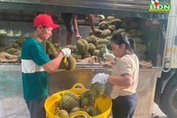 Gõ sầu riêng - nghề lạ hái ra tiền