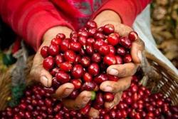 Thị trường cà phê bắt đầu hạ nhiệt, giá có thể tiếp tục giảm trong thời gian tới?