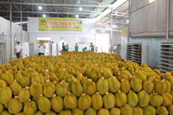 Cảnh báo nguy cơ “vỡ trận” sầu riêng