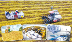 Sức nóng của giá gạo