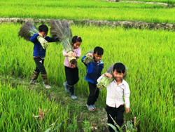 Mùa mưu sinh của học sinh nghèo