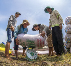 Giá lúa gạo tăng: Nông dân mừng nhưng vẫn lo
