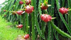 Không còn lặp lại điệp khúc 'trồng - chặt'