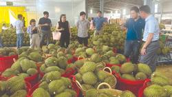 Từ ‘cơn sốt’ sầu riêng