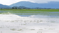 Mưa lớn gây ngập lụt ở nhiều địa phương trên địa bàn tỉnh