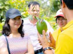 Hiệu quả từ giống bơ Úc