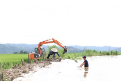 Lũ đến sớm, nguy cơ hàng nghìn héc ta lúa mất trắng