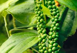 Vẫn phát hiện chất cấm trên hạt tiêu