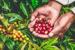 ICO: Giá cà phê thế giới giảm xuống mức thấp nhất kể từ đầu năm trong khi xuất khẩu tiếp tục chậm lại