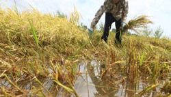 Không thích làm nông