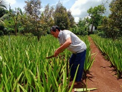 Mở hướng phát triển kinh tế từ cây nha đam