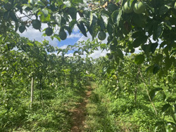 "Cơn ác mộng" giá chanh dây