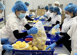 Đến Buôn Ma Thuột “ăn miếng sầu riêng”…