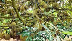 Gắn chặt chuỗi liên kết