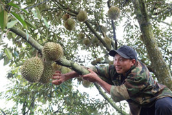 Nỗi lo sầu riêng bị nấm bệnh