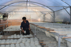 Giá gạo tăng kỷ lục, người bán, người mua cùng lo