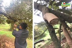 Đắk R'lấp bắt 2 đối tượng trộm 700 kg sầu riêng