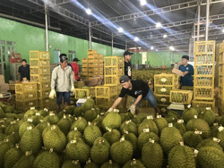 Biến động giá sầu riêng, cà phê: Giải pháp nào để an định nông sản?