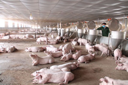 Tăng cường kiểm soát, ngăn chặn việc vận chuyển, buôn bán trái phép lợn vào tỉnh Đắk Lắk