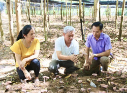 Phát triển nấm linh chi đỏ dưới tán keo: Thêm hướng phát triển kinh tế ở huyện Krông Bông