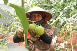 TP HCM và Tây Nguyên hợp tác toàn diện