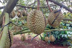 Sầu riêng tăng giá vừa mừng vừa lo: Nhiễu loạn giá chốt vườn