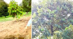 Chăm bón sầu riêng sau thu hoạch